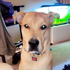 Meet your Posher, Jules